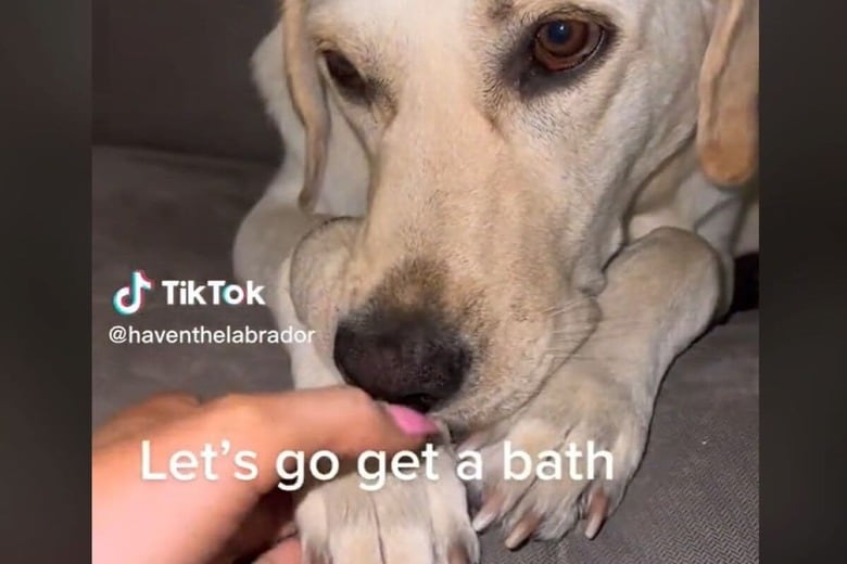 @haventhelabrador-TikTok