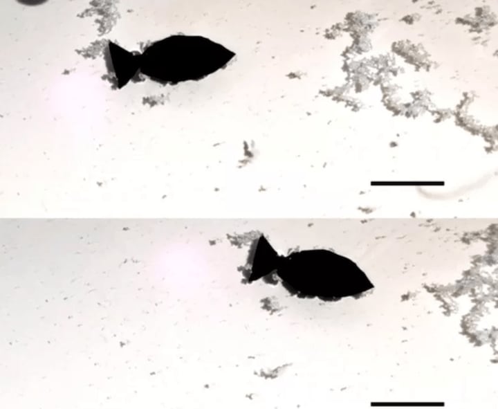 マイクロプラスチックを集める魚型ナノロボット（目盛りは10ミリ）　ADAPTED FROM NANO LETTERS 2022, DOI: 10.1021/ACS.NANOLETT.2C01375/ZENGER