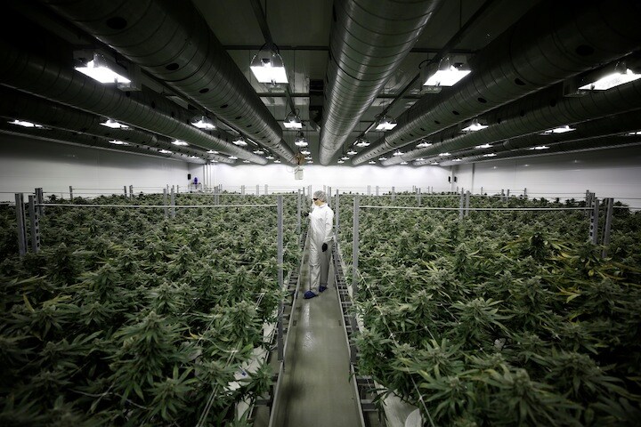 かつてチョコレート工場だった建物を大麻工場に改装  Chris Wattie-REUTERS