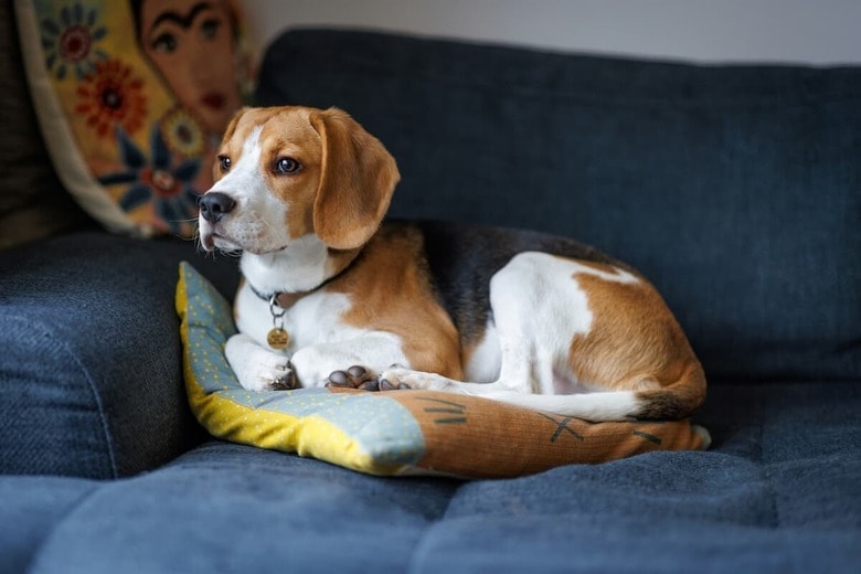 犬にとっても音楽は癒しに？（写真はイメージです）　Ben Griffiths-Unsplash