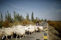 アングル：中国で羊飼いの求人に700人殺到、厳しい労働市場浮き彫りに