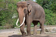 【動画】人が「突き飛ばされる」衝撃シーンも...「若く機敏」な野生ゾウの手に負えない暴走