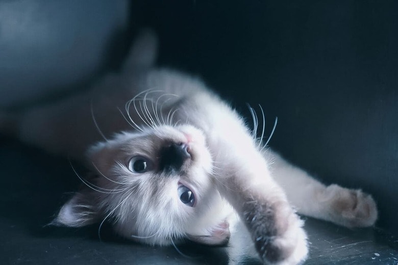 優しい里親との出会いを求めて（写真はイメージです）　K-Unsplash