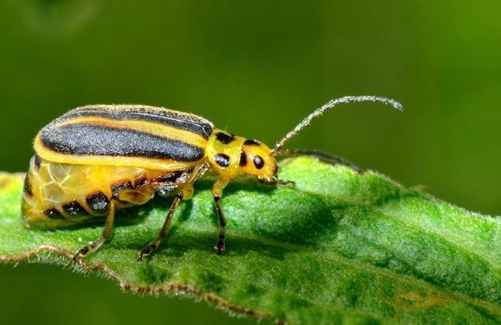 虫からの攻撃を受けると、いつもと違う匂いが放たれる......  Andre Kessler/Cornell University