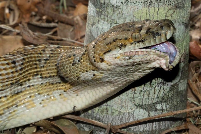 コースタルカーペットパイソン　Frances Lawlor-Shutterstock