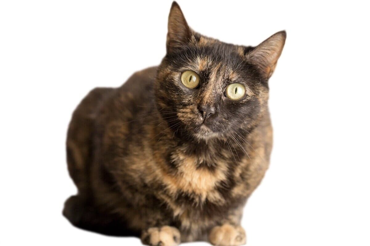 漂白剤で遊んだみたい」尻尾の先だけ「茶トラ」の「サビ猫」に