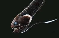 光を99%吸収　最も黒い深海魚が発見される