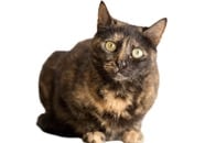 「漂白剤で遊んだみたい...」尻尾の先だけ「茶トラ」の「サビ猫」にネット騒然...動画が話題