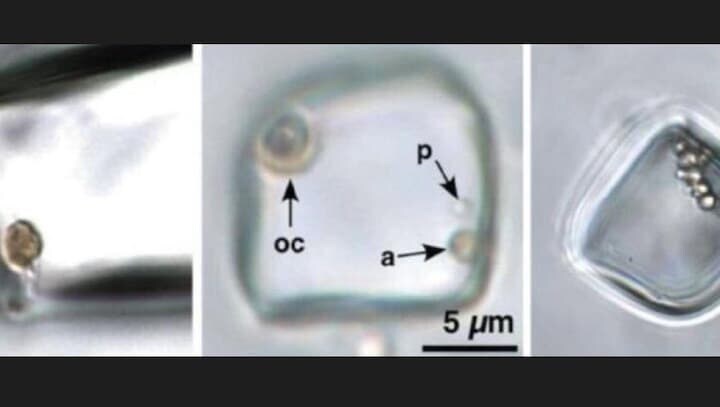 オーストラリアのブラウン層で見つかった岩塩中の液体の微生物は生きている可能性が......Schreder-Gomes Geology, 2022