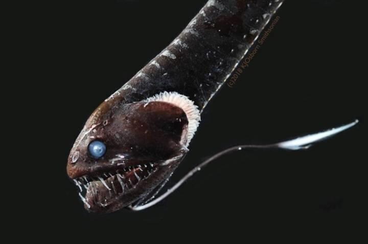 真に黒い魚...... ミツマタヤリウオ　Idiacanthus antrostomas  (Karen Osborn/Smithsonian)