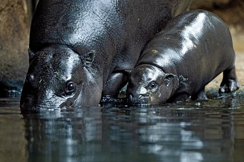 CHRISTOPHE GATEAUｰPICTURE ALLIANCE/GETTY IMAGES
