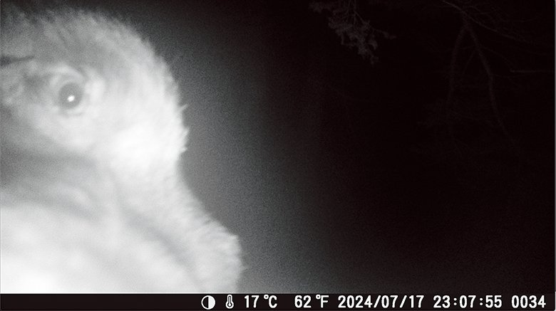 【見えない隣人】  森の縁に設置したトレイルカメラには、ヒグマの日常が記録されていた。人間の生活圏と重なり合う移動も森の中の行動と同様、彼らの営みの一部である。人間が森に入った痕跡にも彼らはすぐに反応し、街の様子をうかがう姿も写っているが、その行動の多くは人間側からは把握されにくい