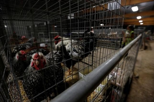 ９月２６日、中国商務省は、米国産輸入鶏肉に対する反ダンピング措置について、９月２７日から５年間延長すると発表した。写真はカリフォルニア州ヴィクターヴィルで８月撮影（２０１６年　ロイター／Mario Anzuoni）