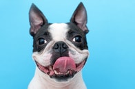暗視カメラが午前2時に捉えた「元気すぎる」愛犬の姿...眠る飼い主の横で枕相手に「一定のペースで」腰振り続ける