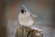 そんなにむしって大丈夫？　昼寝中の猫から毛を「引っこ抜きまくる」鳥の大胆不敵ぶりにネット驚愕　猫の反応は？
