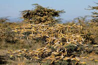 新型肺炎で泣き面の中国を今度はバッタが襲う