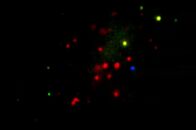 生きた細胞の遺伝子を7色にマーキング