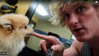 お騒がせYouTuberが愛したセレブ犬、襲われて死ぬ