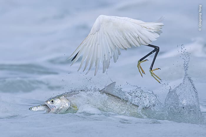 4shitaQingrong Yang, courtesy Wildlife Photographer of the Year.jpg