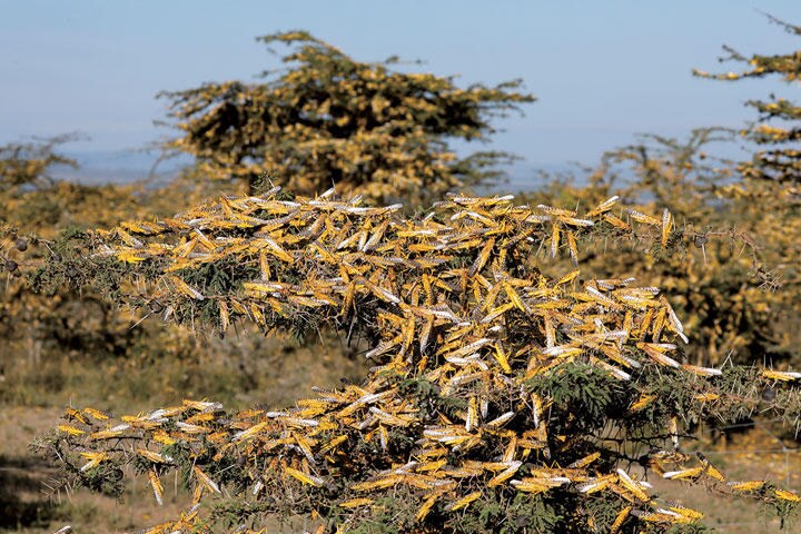 アフリカで大発生したサバクトビバッタは中国を襲うのか（ケニア）　BAZ RATNER-REUTERS