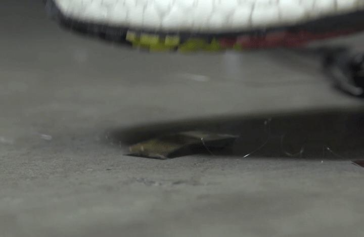 踏まれても大丈夫......  Stephen McNally/UC Berkeley