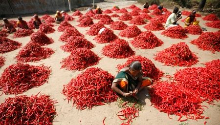 インド証券取引委員会は２０日、食品価格の高騰を受け、主要農産品の先物取引を停止すると発表した。資料写真、２０１１年２月、アーメダバード郊外、赤唐辛子の茎を取り除く作業員（２０２１年　ロイター／Amit Dave）