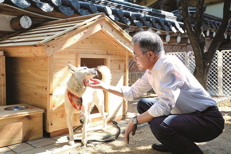 金正恩から贈られた豊山犬をなでる文在寅（2018年10月）　SOUTH KOREA PRESIDENTIAL BLUE HOUSEｰAP/AFLO