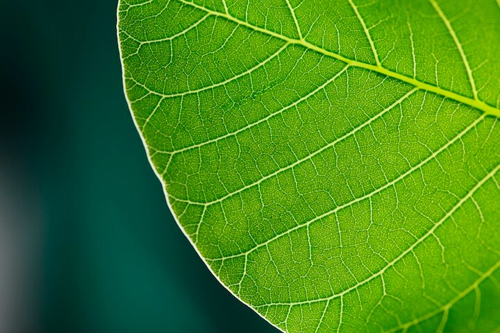 temmuz can arsiray-iStock