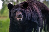 逃げる間もなく「強烈な一撃」...リゾートホテルの厨房をうろつくクマが、出会い頭に警備員を殴り飛ばす衝撃映像