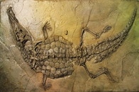 【画像】二本足で太古の森を歩き回るワニの祖先