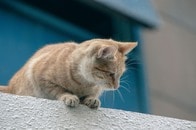 6階から落ちて重傷を負った猫、「安楽死」迫るコメントに飼い主が返した言葉は...