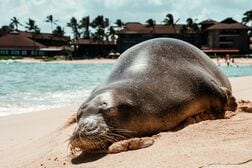 ハワイ観光客が絶滅危惧種のアザラシに投石…頭に当たった？　SNS投稿動画に衝撃