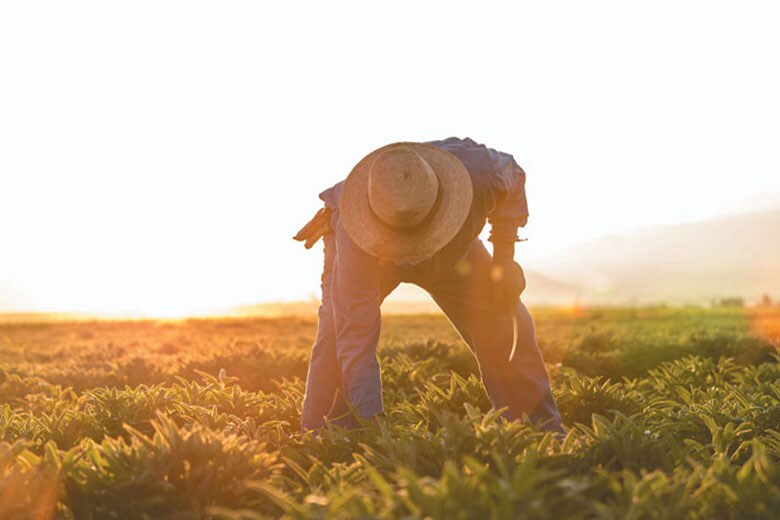 アムウェイの自社農場はすべて、それぞれの州の正式認定を受けた有機農場。製品原料の余剰分である植物濃縮物やミミズを使った「たい肥」づくりも行い、栄養豊富な土壌を生んでいる。