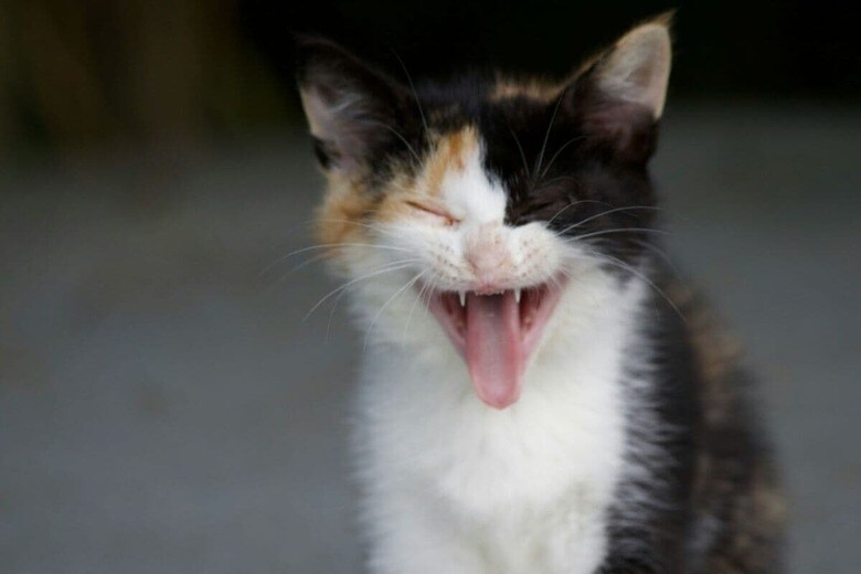 可愛い子猫にみんながメロメロ（写真はイメージです）　Kathy Morales-Unsplash