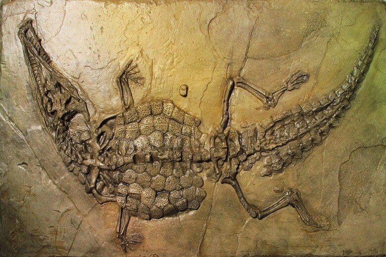 ワニの化石のイメージ　Dinoton-shutterstock