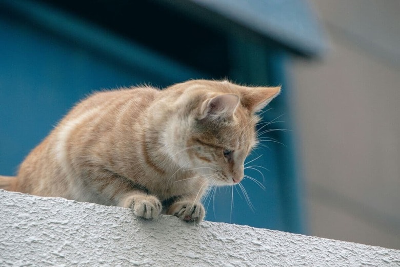 猫は高い所が好きだけれど...（写真はイメージです）　Tatiana Mokhova-Unsplash