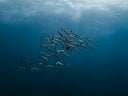 画像はイメージ Franziska_Stier -pixabay-