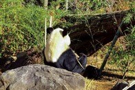 日本はもう「ゼロパンダ」でいいんじゃない？ 和歌山、上野...中国返還のその先