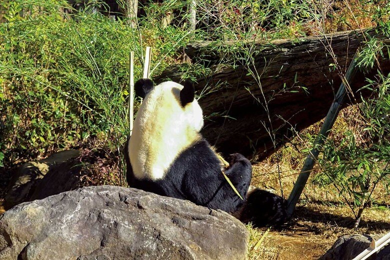 東京・上野動物園のパンダ。来年2月に返還される予定だ　WOORI.88/SHUTTERSTOCK