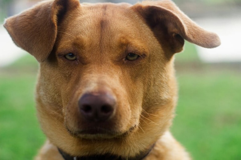 ユニークな表情で人々をハッピーにする犬（写真はイメージです）　Lucas de Moura-Unsplash