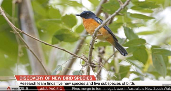 今回発見された新しい亜種の鳥のひとつ、トギアンヒメアオヒタキ　CNA / YouTube