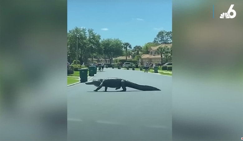 NBC 6 South Florida-YouTube