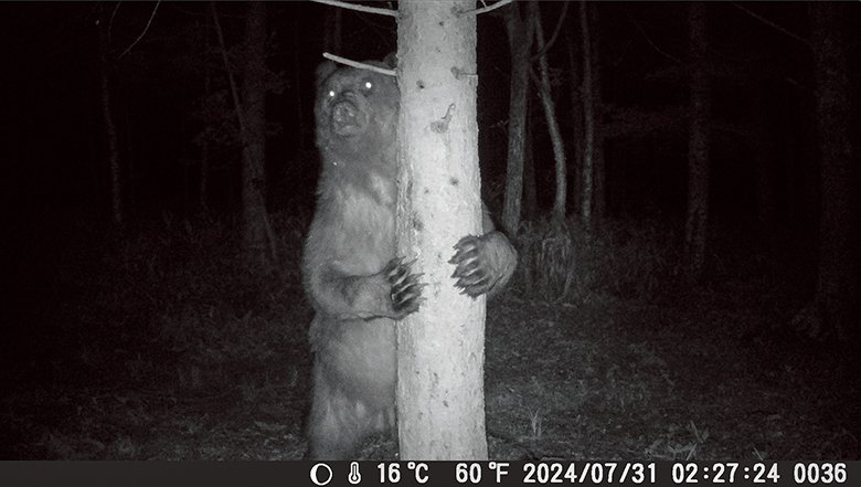 【見えない隣人】  森の縁に設置したトレイルカメラには、ヒグマの日常が記録されていた。人間の生活圏と重なり合う移動も森の中の行動と同様、彼らの営みの一部である。人間が森に入った痕跡にも彼らはすぐに反応し、街の様子をうかがう姿も写っているが、その行動の多くは人間側からは把握されにくい