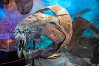 【動画】「骨の刃」を持つ頂点捕食者ダンクルオステウスの姿と、その捕食シーン