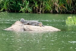 ワニが水浴びをする少年を川に引きずり込み咥えて振り回す…その様子を映した動画にネット民震撼