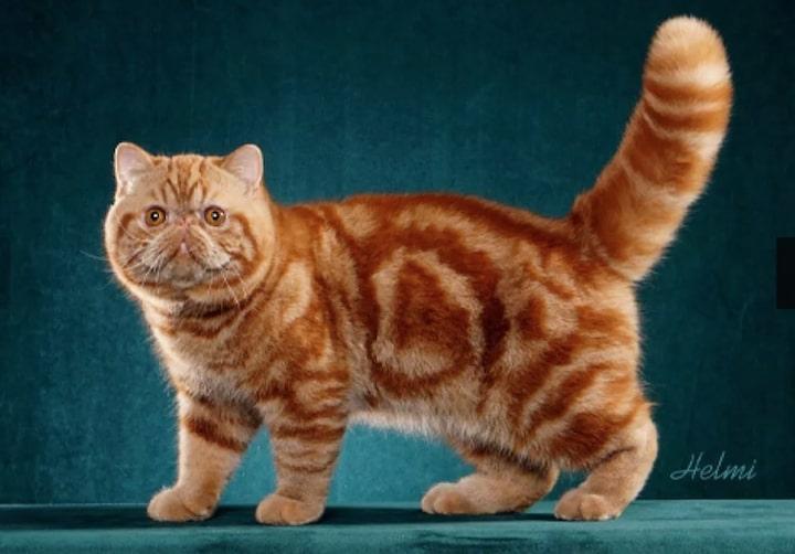 14Exotic Shorthair.jpg