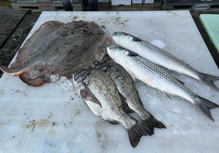 アカエイやボラ、クロダイなどの未利用魚