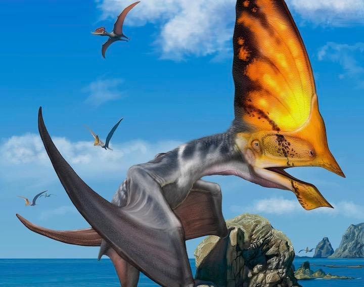 体高1メートルで、その40％にも及ぶ巨大なとさかがある Sergey Krasovskiy