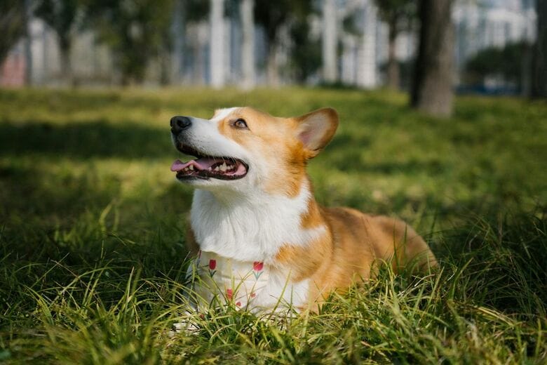 蚊がいる場所では注意が必要（写真はイメージです）　Alvan Nee-Unsplash