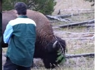 【動画】「野生動物はディズニーキャラじゃない！」 観光客の愚かすぎる行為...巨大バイソンに襲われる